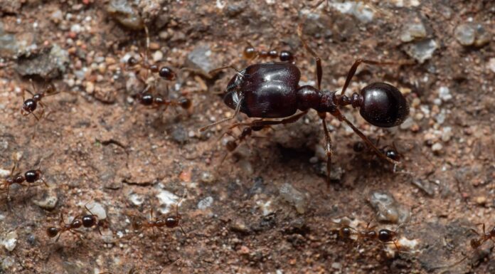  I Carolina del Nord si preparano!  Questi 7 tipi di formiche emergeranno quest'estate
