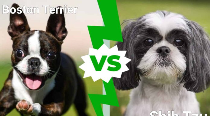 I cani più carini del mondo: Boston Terrier contro Shih Tzu
