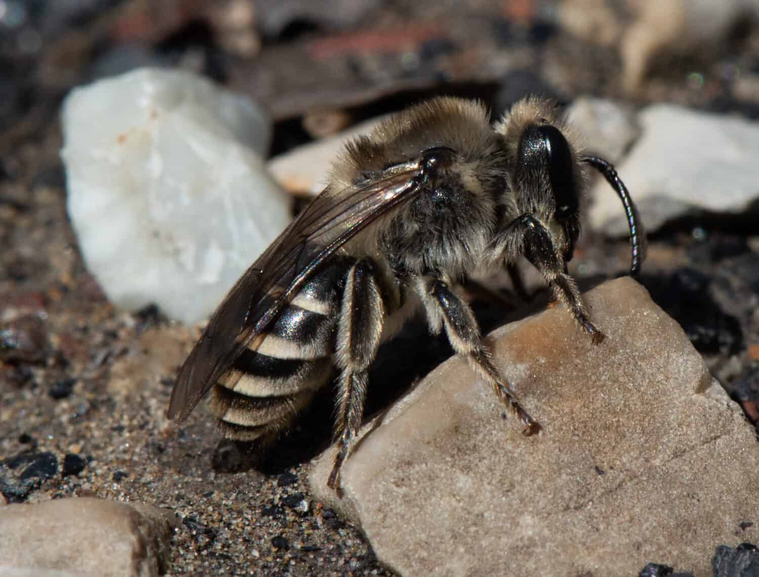 Unequal Cellophane Bee (Colletes inaequalis) foraggia sul terreno nel Tennessee