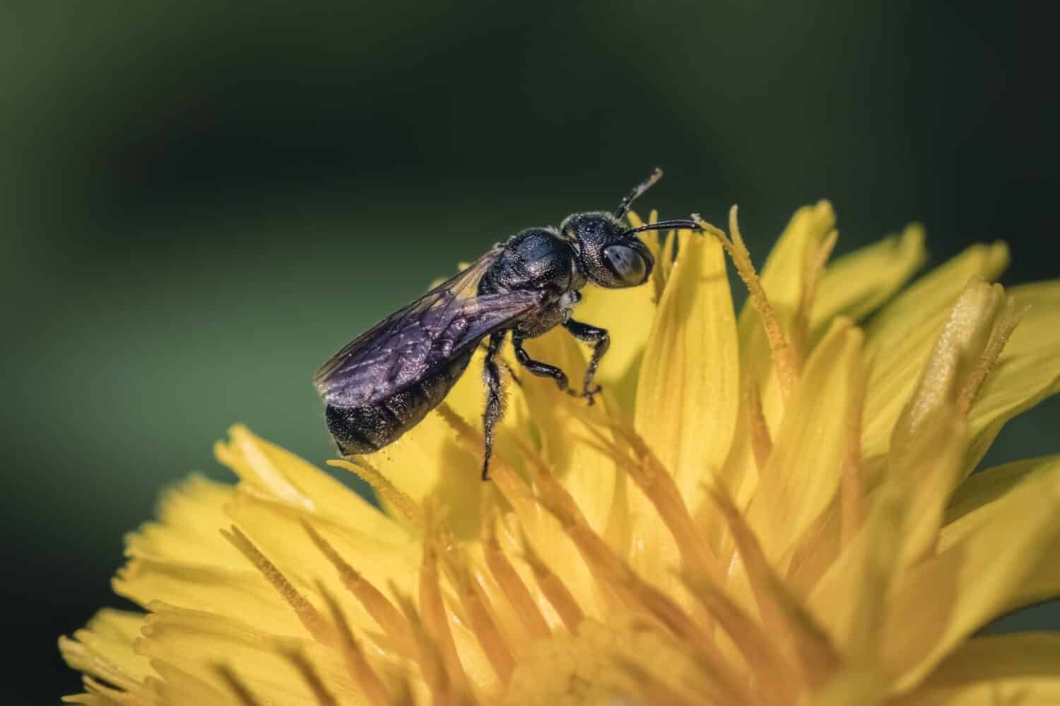 Piccola piccola ape da carpentiere (genere Ceratina) che impollina e foraggia su un fiore giallo di tarassaco giallo, Long Island, New York, Stati Uniti.