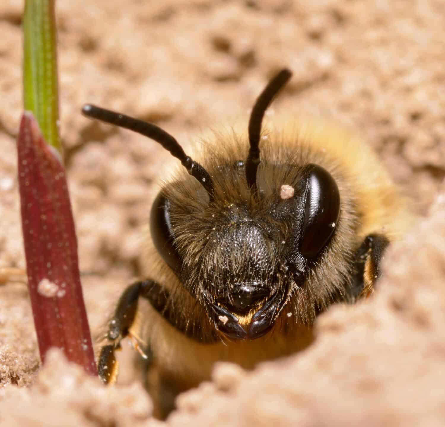 Ape minatore, Anthophora abrupta, scavando il suo nido in un campo.