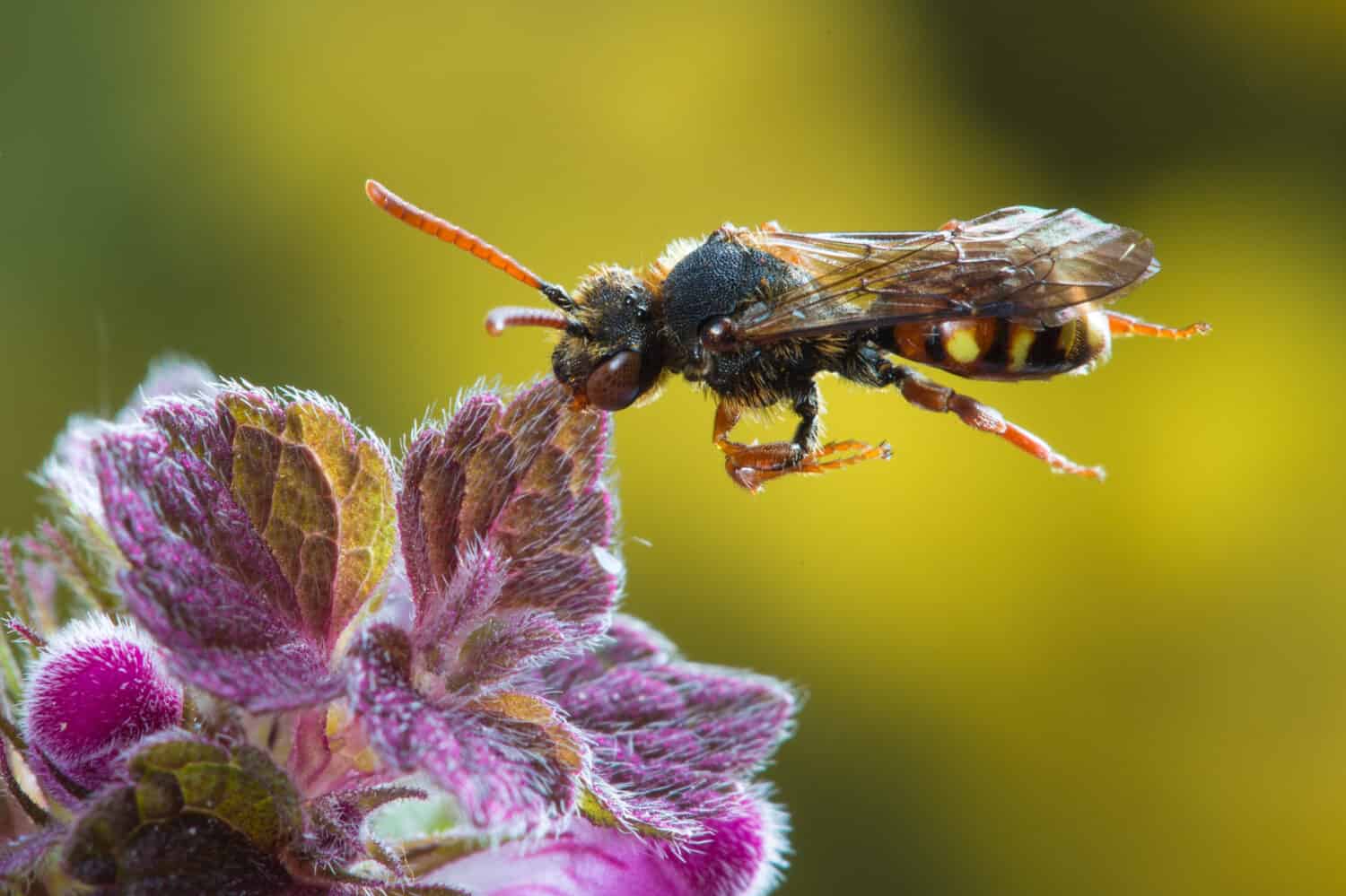 L'ape cuculo Nomada Species sta riposando su una pianta