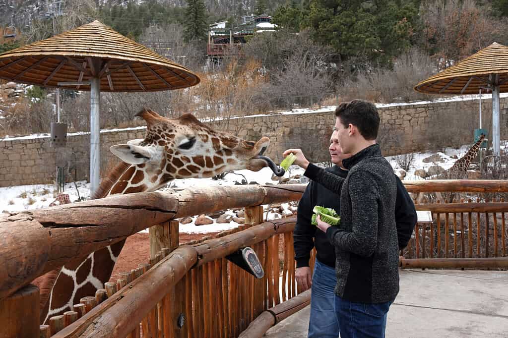 Padre e figlio visitano il Cheyenne Mountain Zoo a Colorado Springs e danno da mangiare alla lattuga giraffa, un'attrazione popolare.