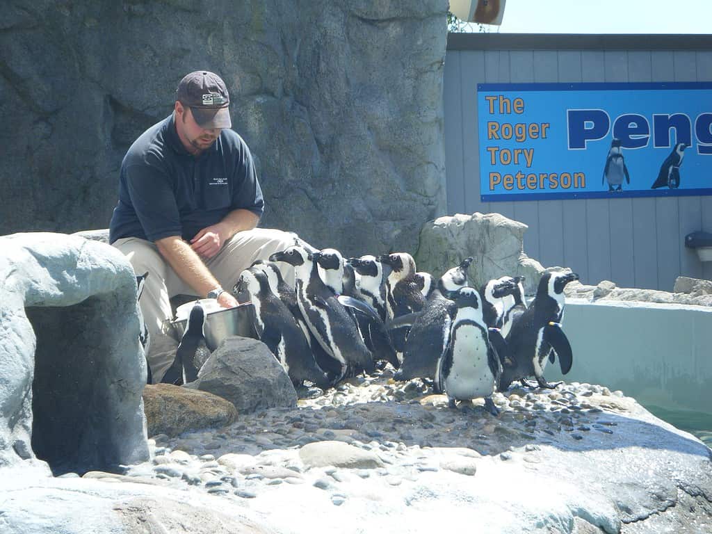 Sessione di alimentazione dei pinguini all'acquario mistico