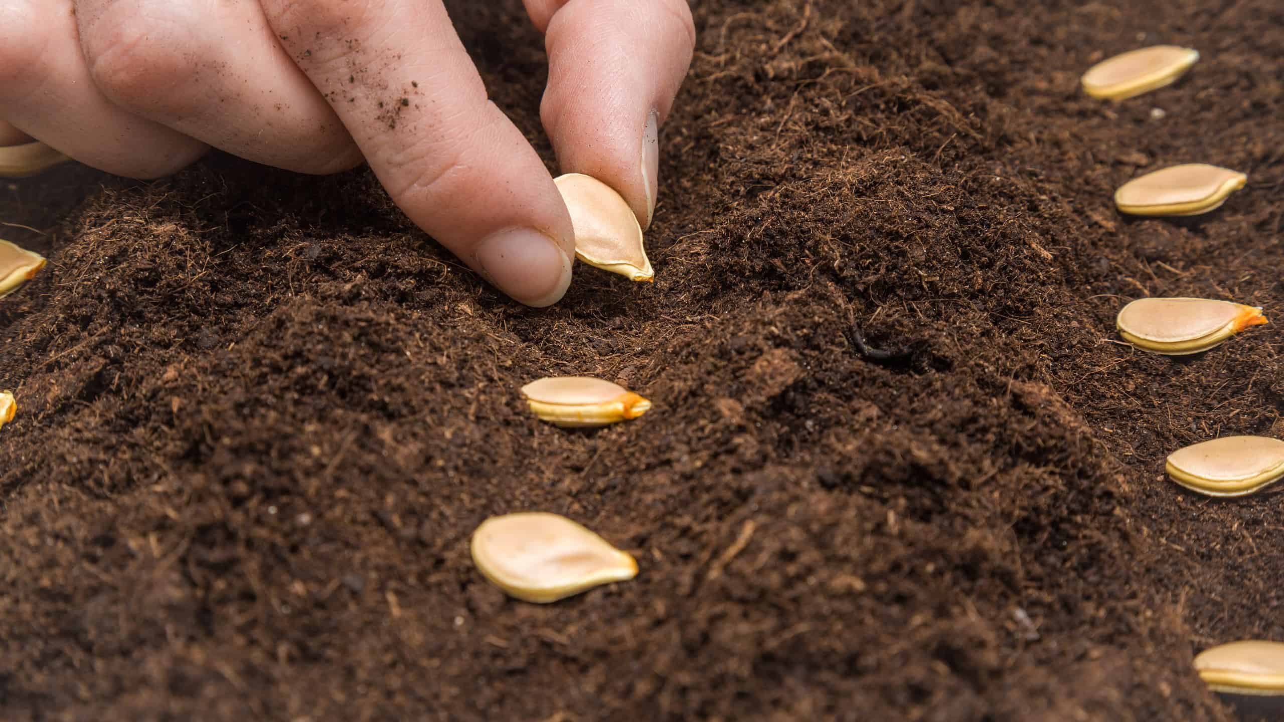 Mano del giardiniere dalla pelle chiara che semina semi di zucca nel terreno.  Preparativi primaverili per la stagione del giardino.