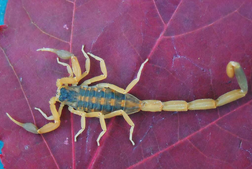 Scorpione su corteccia a strisce di foglie viola brillante Scorpion Centruroides vittatus