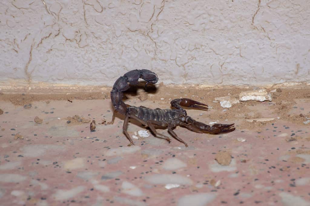 Uno scorpione dalla coda grassa nera (Androctonus bicolore) di notte nel deserto negli Emirati Arabi Uniti.