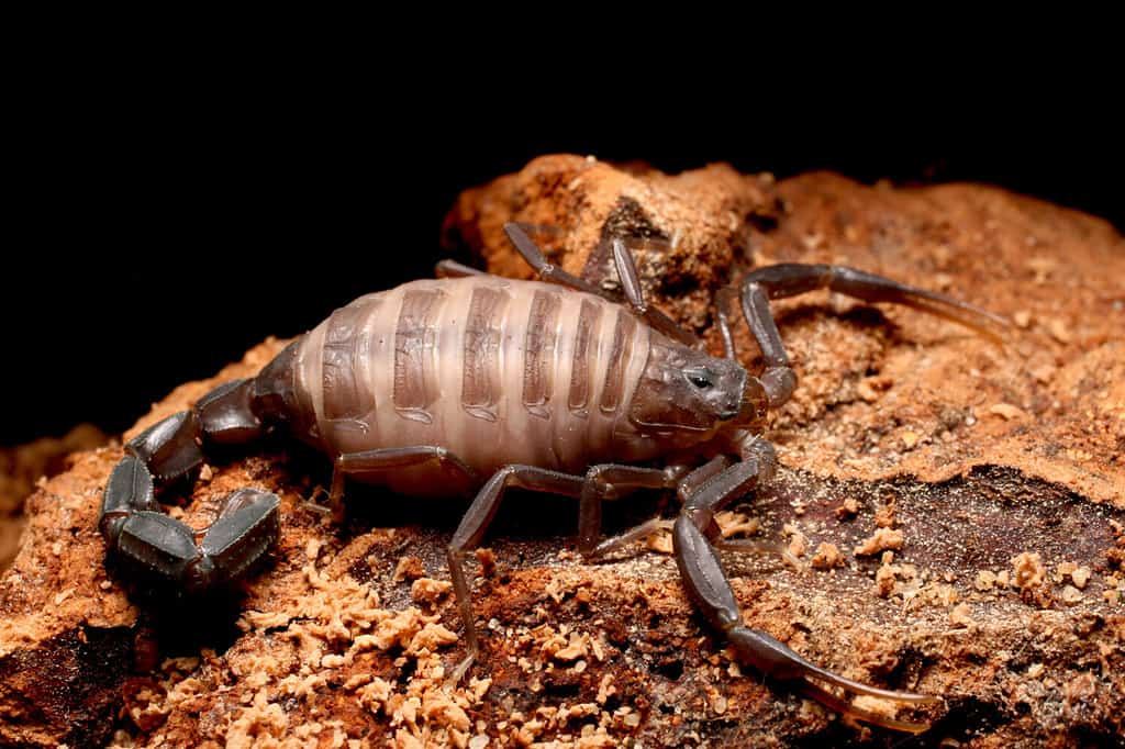 Scorpione Fattail, scorpione dalla coda grassa (Androctonus sp) i gruppi più pericolosi di specie di scorpioni nel mondo