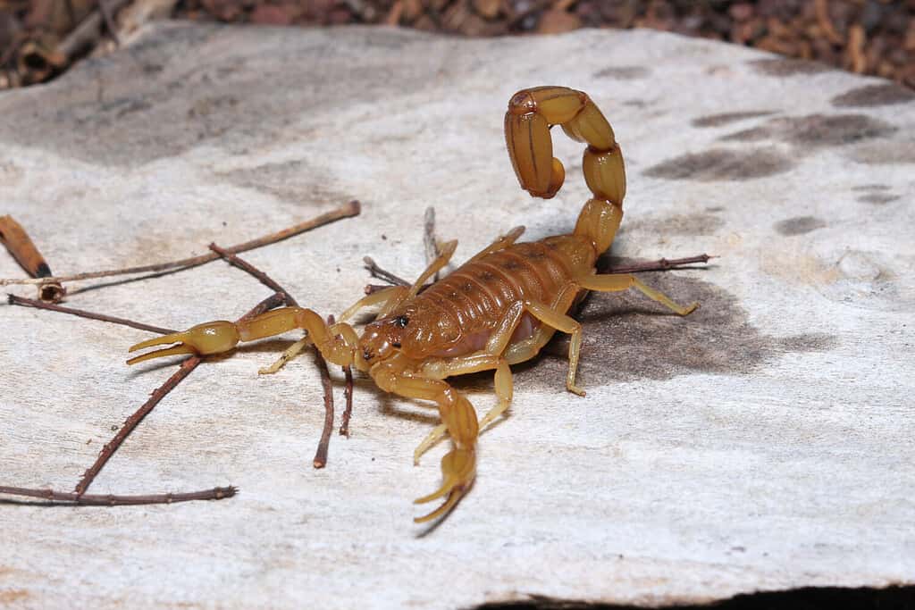 Scorpione giallo brasiliano