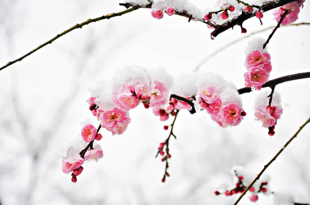 Fiore d'inverno, fiore di prugna rosa sotto la neve con sfondo bianco