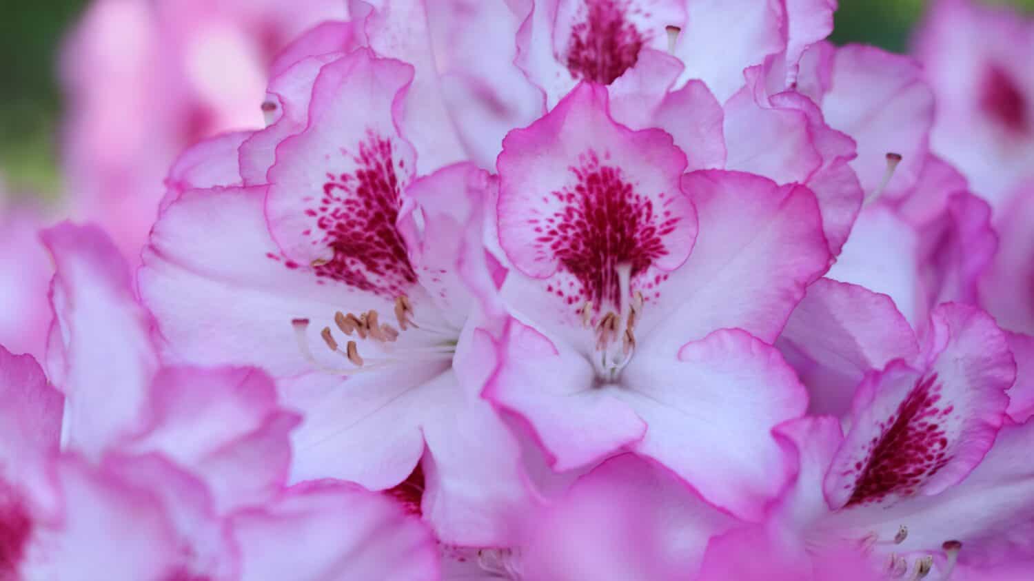 Fiori in fiore di rododendro nel giardino primaverile.  Rododendro del Pacifico.  Rosebay rosa della California.  Arbusto sempreverde.  Rododendro del Mar Nero ibrido in piena fioritura rosa in primavera.  Fiore primaverile.  Focalizzazione morbida.