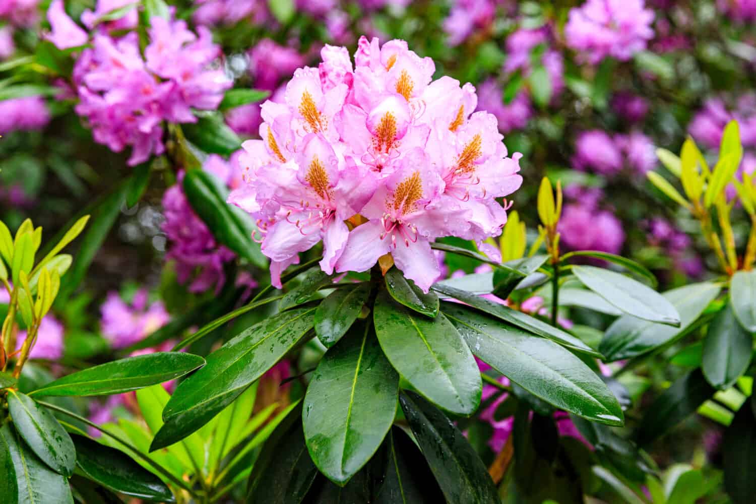 Pacific rododendro (Rhododendron macrophyllum), tempo di fioritura presso il parco dei rododendri Kromlau, Sassonia, Germania