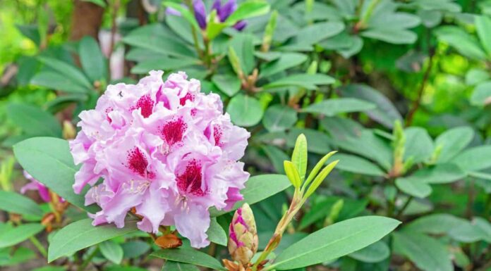 Scopri il fiore ufficiale dello stato di Washington (quando fiorisce e dove vederlo!)
