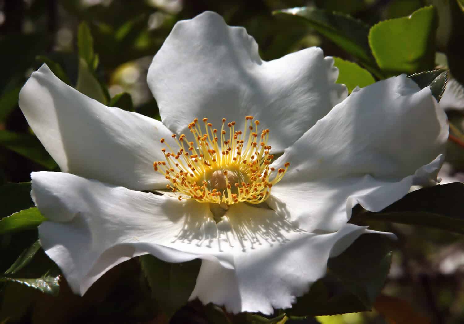 Una splendida rosa naturale, la Cherokee Rose è la rosa di stato della Georgia.