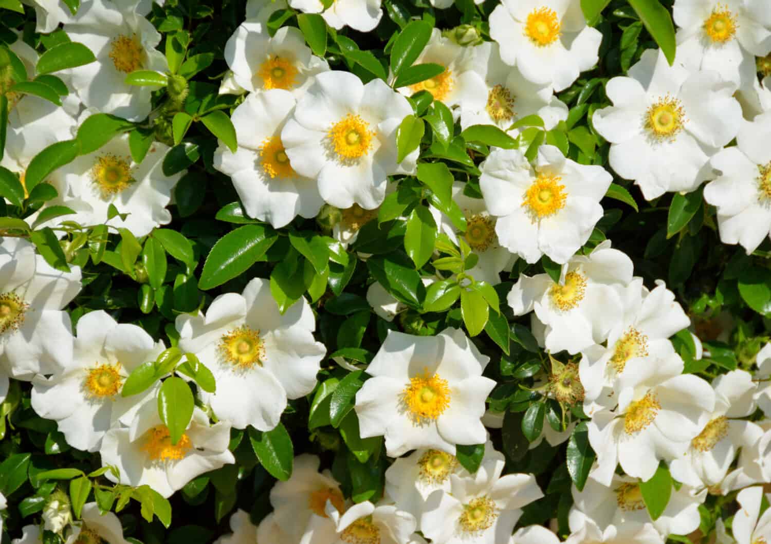 Cherokee Rose il fiore ufficiale dello stato della Georgia, USA.