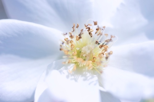 Scopri il fiore ufficiale dello stato della Georgia (quando fiorisce e dove vederlo!)
