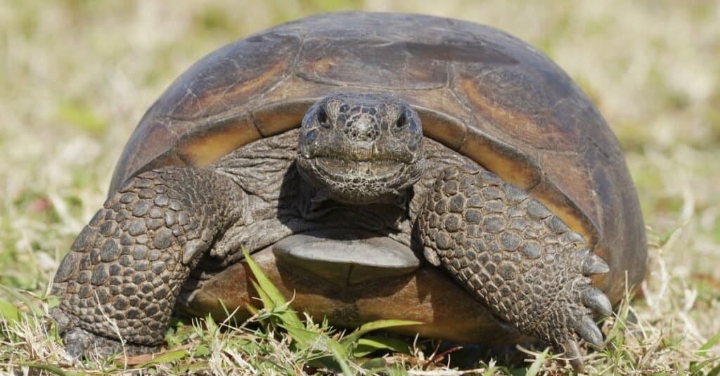 Una curiosa tartaruga Gopher in via di estinzione (Gopherus polyphemus) cammina sull'erba in Florida.