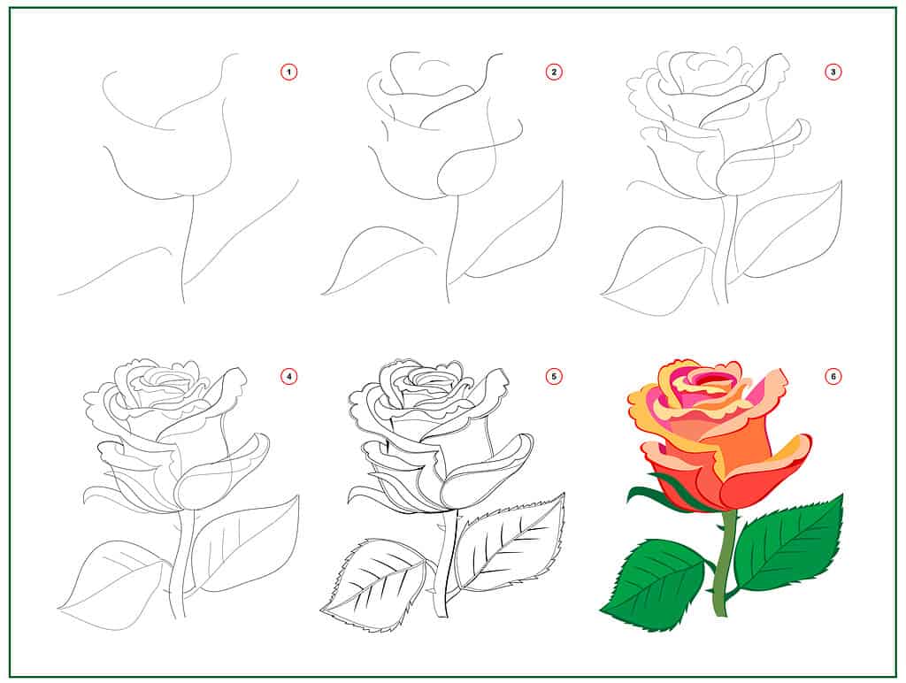 Guida passo passo su come disegnare una rosa.