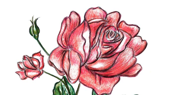 Come disegnare rose
