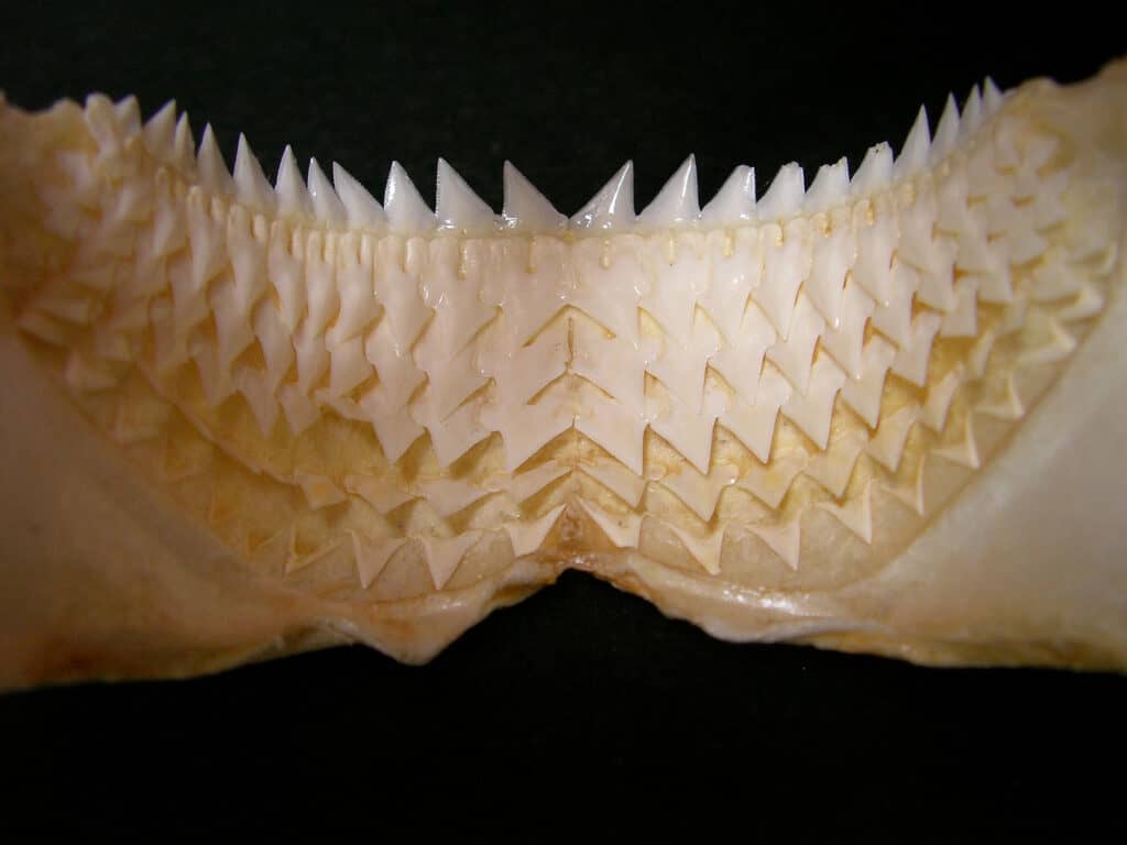 Scheletro della mascella dello squalo Kitefin