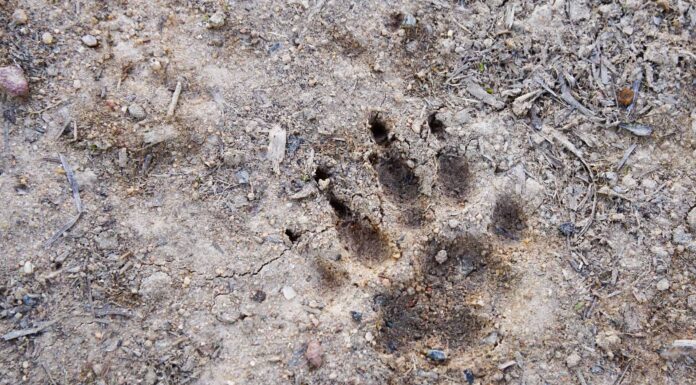Badger Tracks: guida all'identificazione per neve, fango e altro
