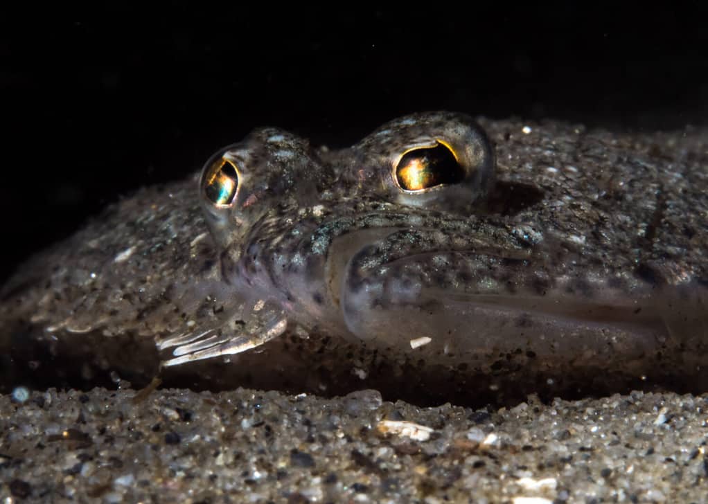 Ritratto ravvicinato di un piccolo pesce sabbia