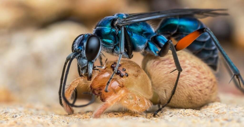 Blue Spider Wasp che uccide un ragno cacciatore.