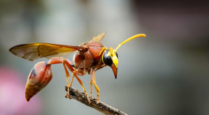 Uno sguardo a 10 tipi di vespe e ai loro ruoli nell'ecosistema
