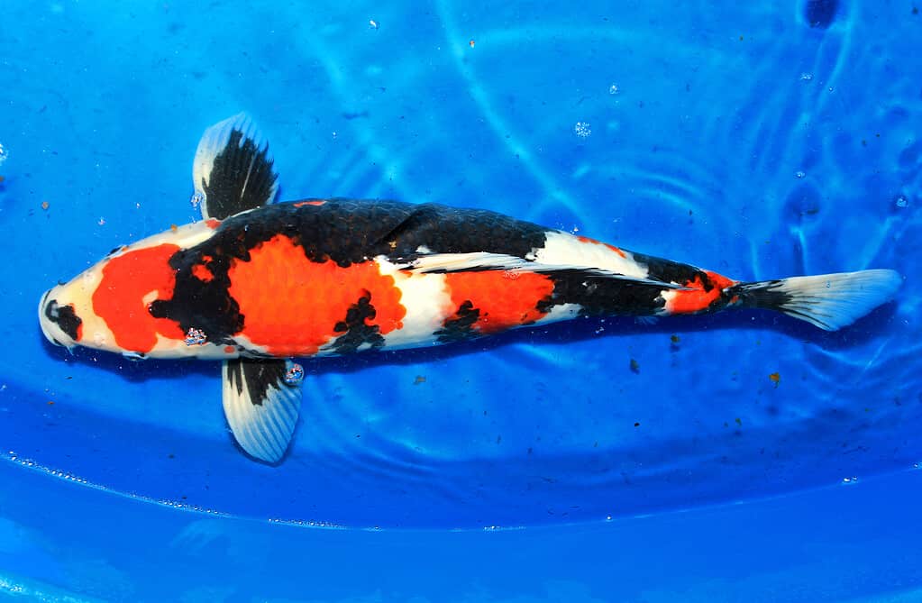 Pesce koi Sanke che nuota nell'acqua- uno dei pesci koi più costosi