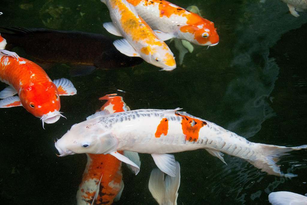 Pesce koi Doitsu che nuota tra gli altri pesci koi, uno dei pesci koi più costosi