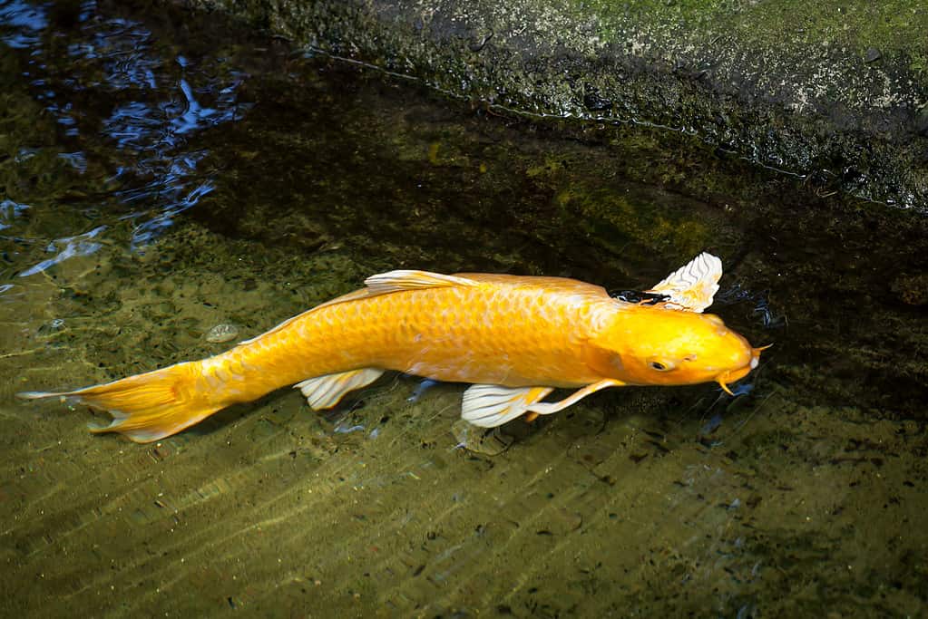 Golden Ogon Koi Fish swimming- uno dei pesci koi più costosi