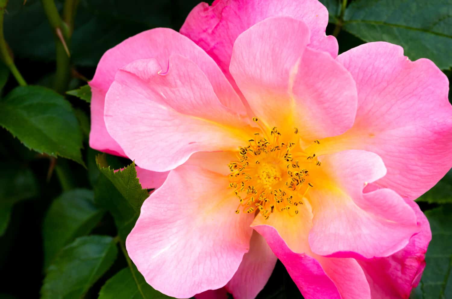 Primo piano di un arbusto ibrido rosa brillante e giallo All the Rage rosa in fuoco selettivo all'aperto in giardino con foglie verdi sullo sfondo