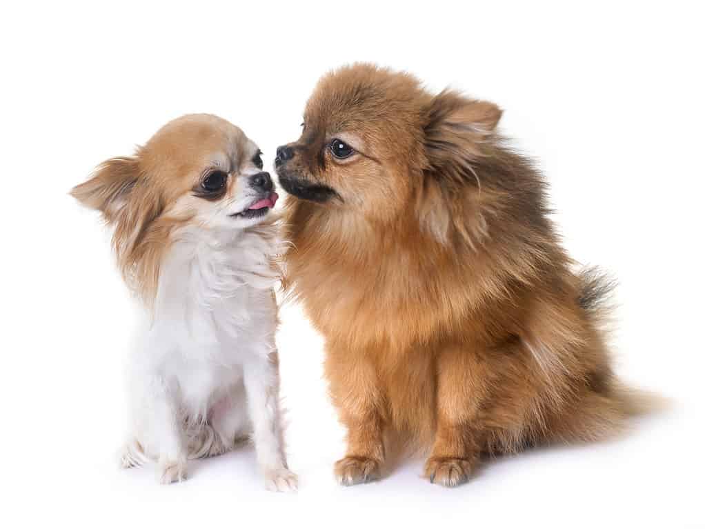 Pomerania contro Chihuahua