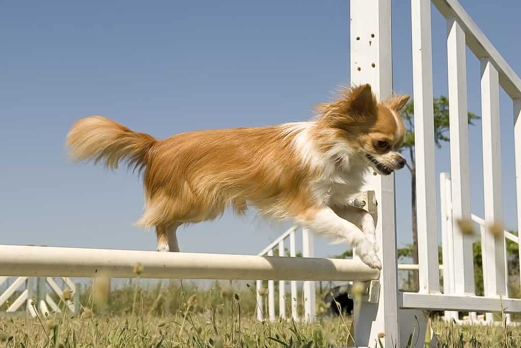 Sia i Chihuahua che i Pomerania possono ferirsi mentre saltano