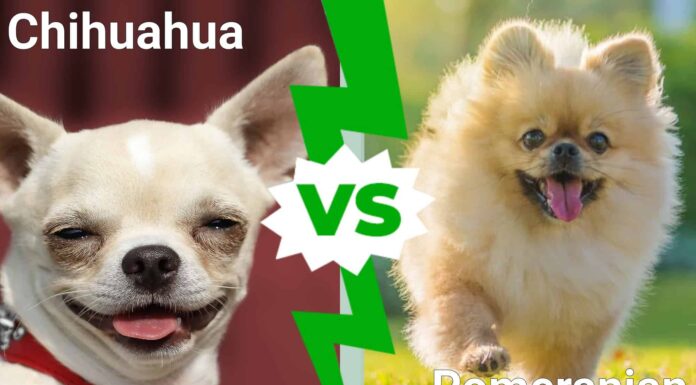 I cani più carini del mondo: Chihuahua contro Pomerania
