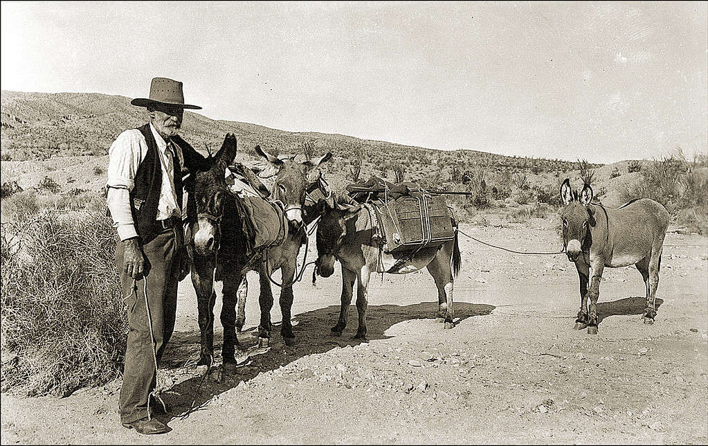 Foto d'epoca di un cercatore e muli.  Un vecchio brizzolato è visibile nell'inquadratura di sinistra davanti alla sua squadra di quattro muli/burros.  La fotografia è in bianco e nero.