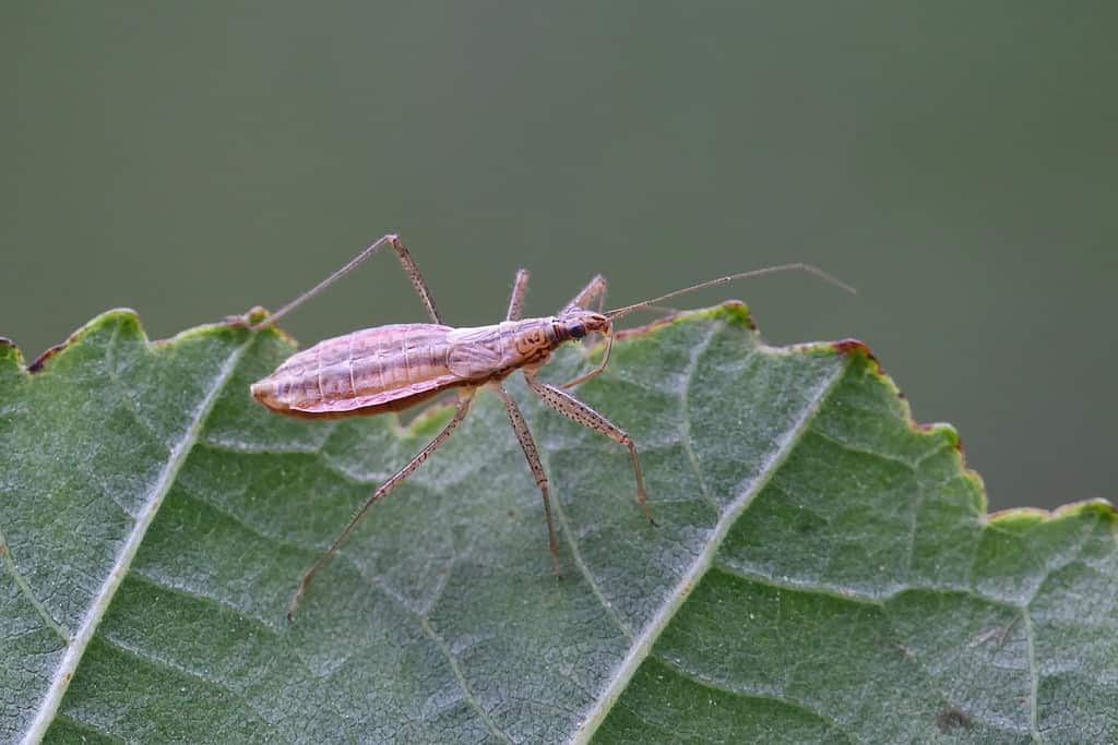 Marsh Damsel Bug o Nabis limbatus