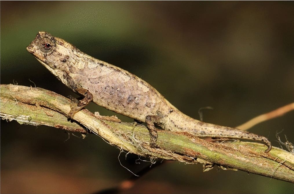 Nano camaleonte, Brookesia nana