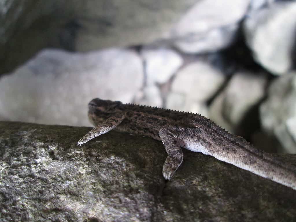 Camaleonte nano di Drakensberg, Bradypodion dracomontanum