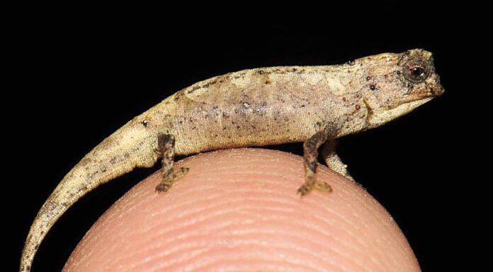 Il rettile più piccolo del mondo potrebbe essere questo nano camaleonte
