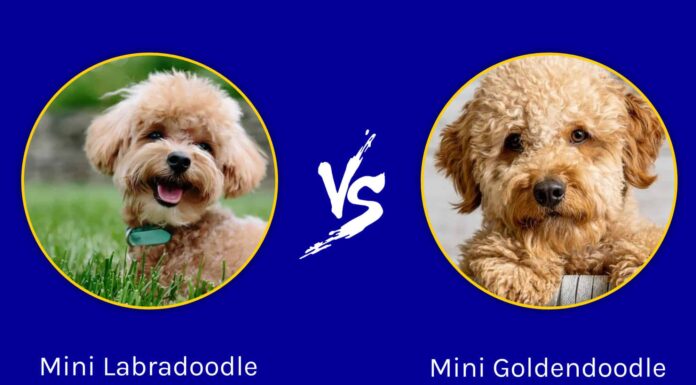 Mini Labradoodle contro Mini Goldendoodle
