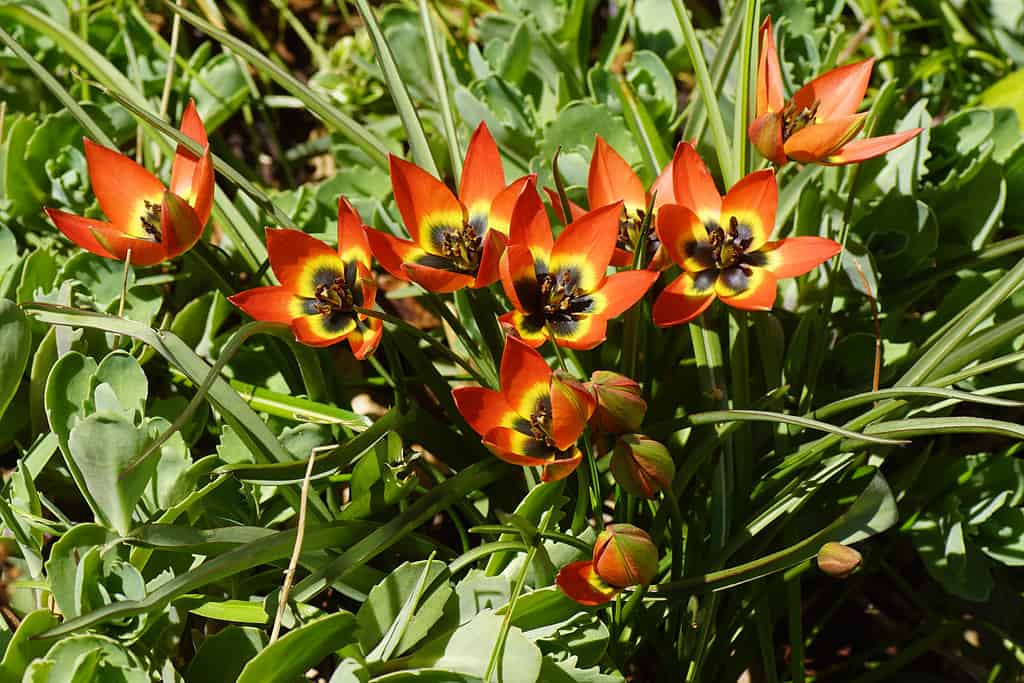 Tulipa 'Piccola Principessa'
