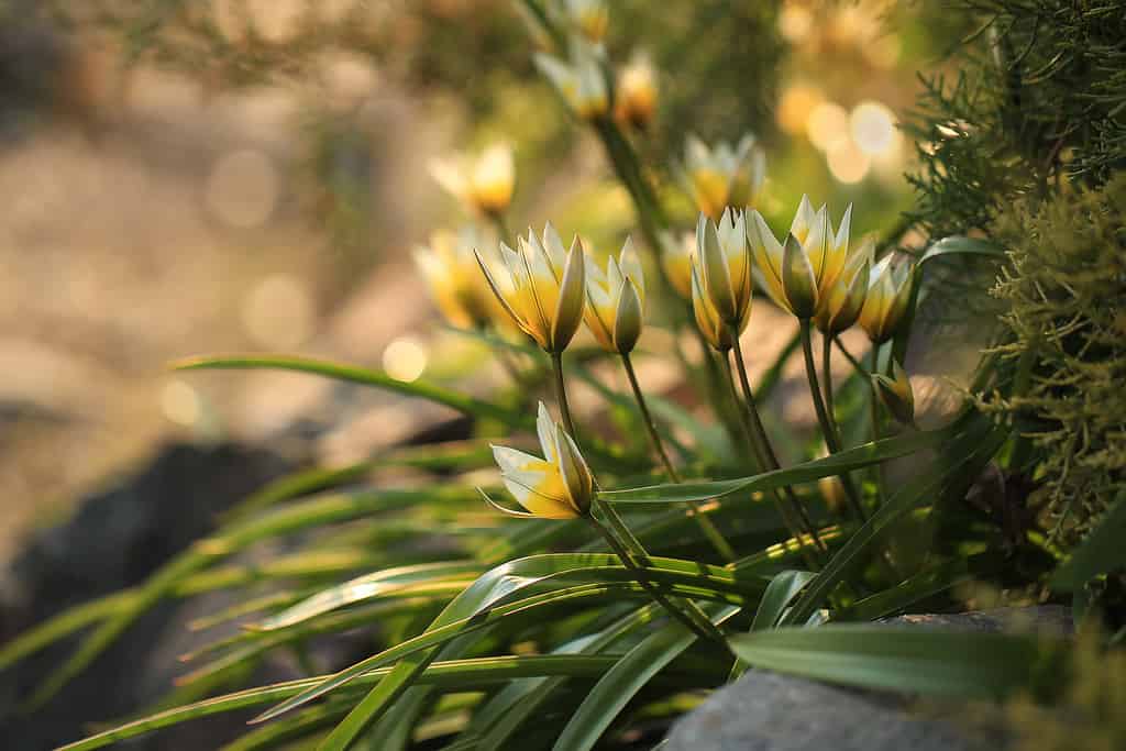 Tulipa 'Piccola Stella'