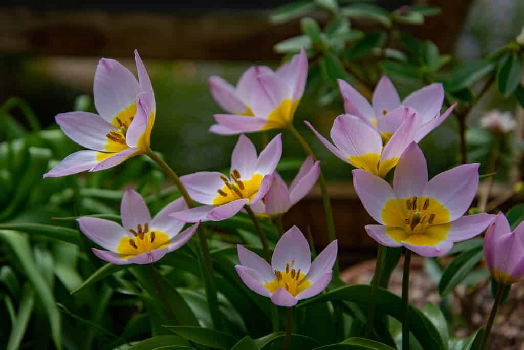 Tulipa saxatilis 'Lilac Wonder', tulipano in miniatura