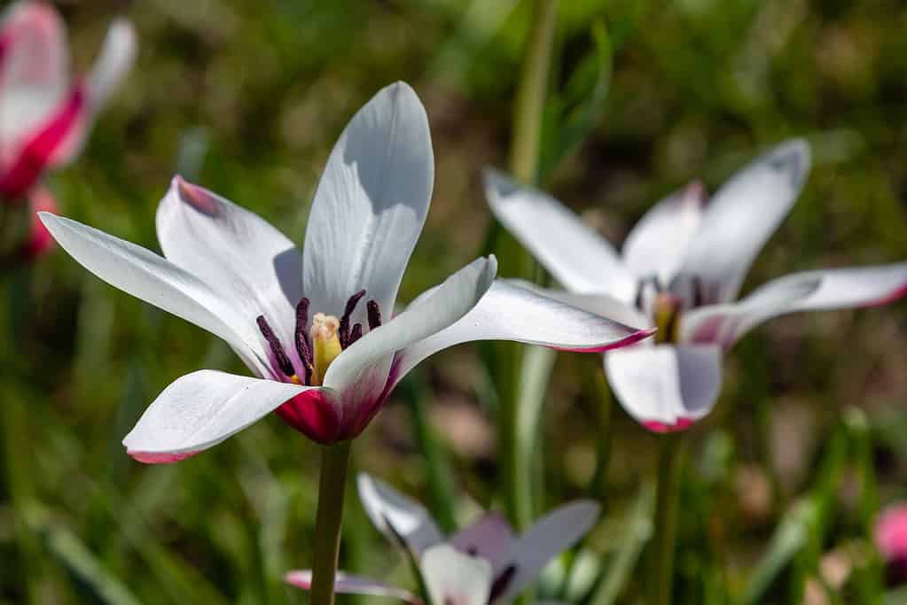 Tulipa clusiana 'Bastoncino di menta piperita'
