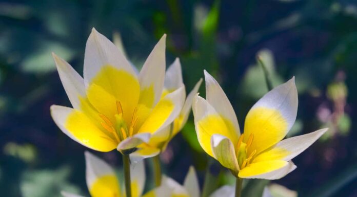 12 tipi di tulipani in miniatura per il tuo giardino
