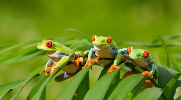 Come si chiama un gruppo di rane?
