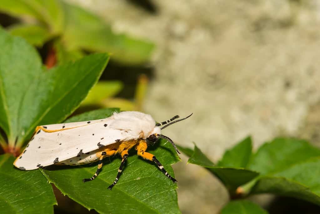 Falena della palude salata