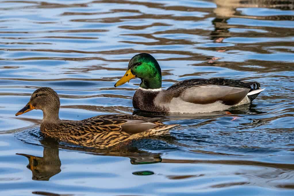 Anatre domestiche (Anas platyrhynchos)