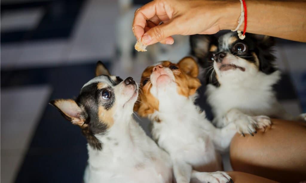 I chihuahua sono cani intelligenti